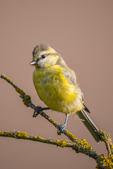 Child blue tit with yellow chest on branch with color lichen
