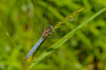 Kleiner Blaupfeil