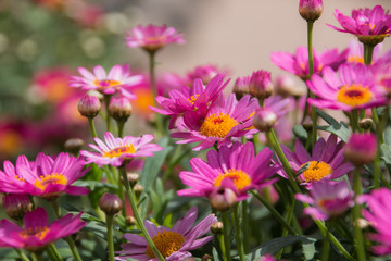 Obraz premium Pink daisies growing on bush closeup of many flowers.