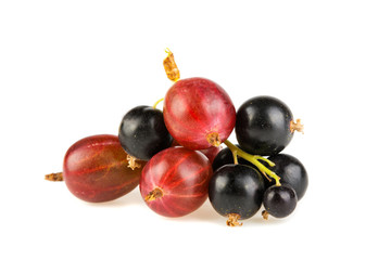 A branch of black currant and pink gooseberries on a white background