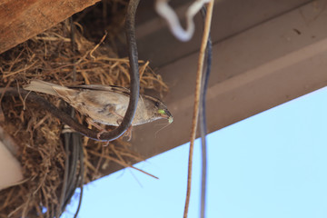 White egret in flight on a background of green tree leaves