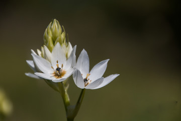 Obraz premium Star of Bethlehem small white flowers growing outdoors.