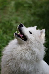 Naklejka premium Samoyed dog on green grass