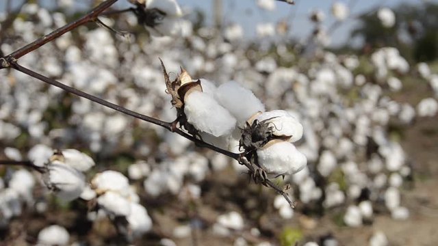 Cotton plant in dry field, close up