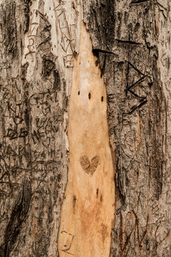 loveheart graffiti on a tree, add your own initials