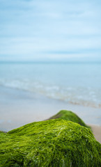Mit Moos und Algen überzogener Stein am Strand von Rerik Ostsee
