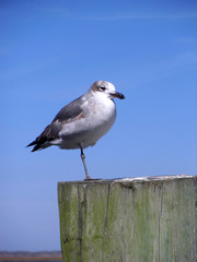 Seagull