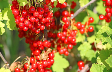 Red currant berries in the garden