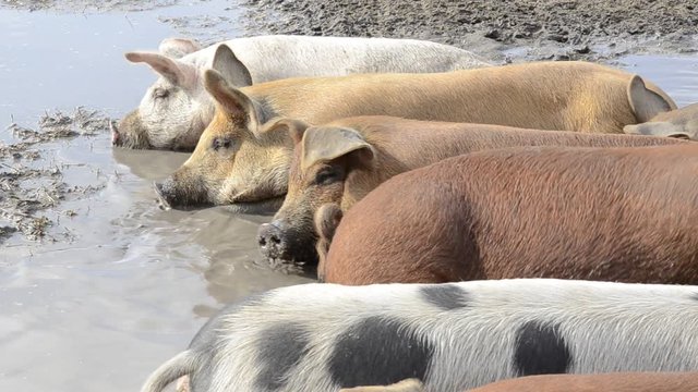 Dirty pigs wallow in mud pit, close up