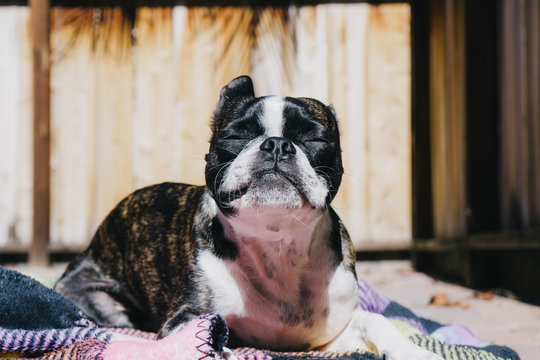 Bruce the Boston Terrier sunbathing.