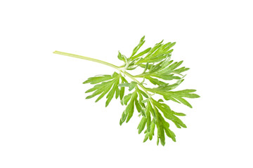 Sprig of medicinal wormwood on white background