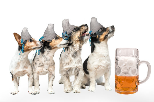 Four bavarian dogs with beer - jack russell terrier 