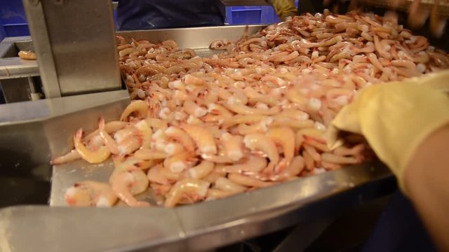Close up, workers move shrimp on factory line