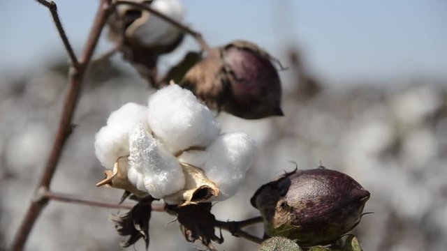 Close up, cotton fibers bloom from stalk