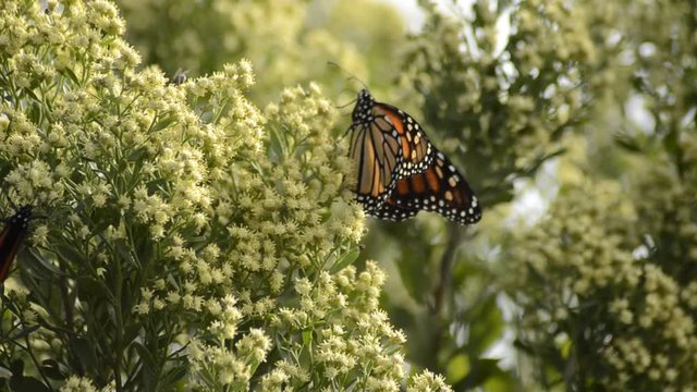 Close up, Monarch butterflies in tropical tree