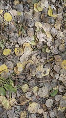 Blanket of Aspen Leaves on Forest Floor