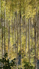 Colorado Aspen Trees