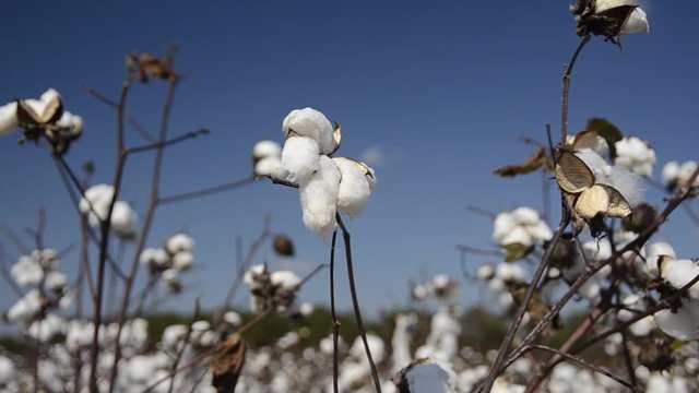 Cotton plant stalks blow in breeze, close up