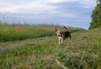 Naklejka na ściany i meble Beagle playing with a stick in the meadow
