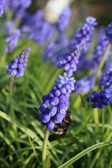 Blaue Trauben-Hyazinthen