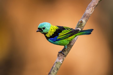 Green-headed Tanager