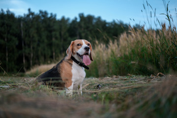 Portrait of a Beagle on an evening walk