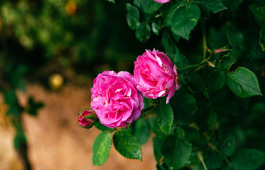 Pink bushes of roses at the garden