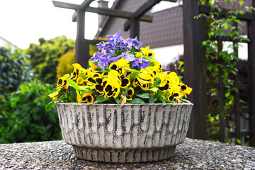 Yellow pansy flower in a flower pot at the garden
