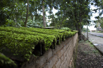Fototapeta premium Moss Covered Wall