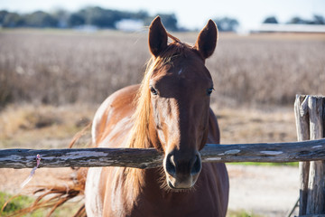 Horse Portrait
