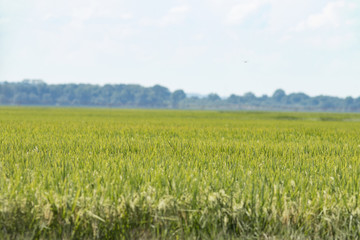 Rice Fields in the Delta