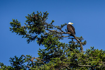 Bald Eagle high in the tree