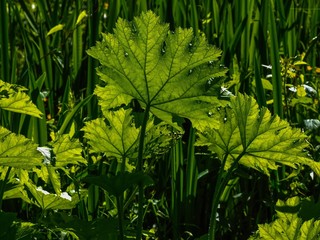 Gunnera