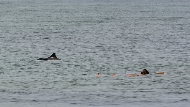 Schweinswale schwimmen neben badendem Mann vor der Nordseeinsel Sylt