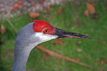 Sandhill crane