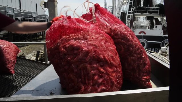 Fishermen drag bags of fresh shrimp off boat
