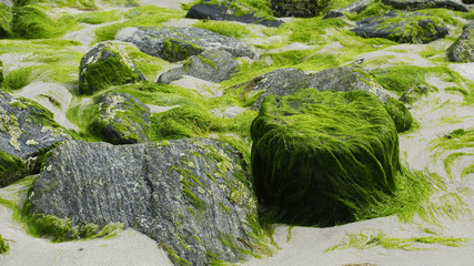 Mit Seetang bedeckte Steine am Srand der Nordseeinsel Sylt