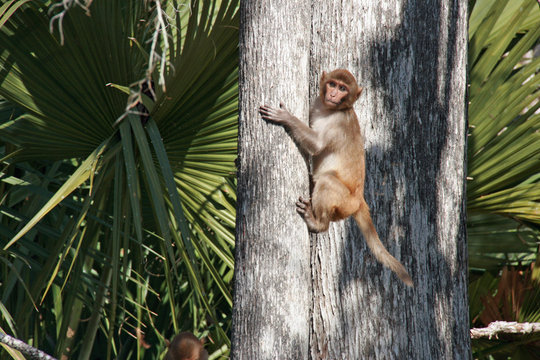 Rhesus Macaque Monkey