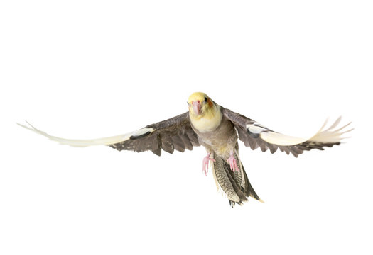 Cockatiel In Studio