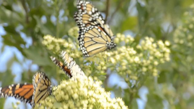 Butterflies on tropical tree, close up