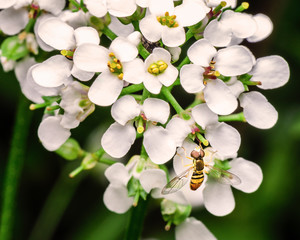 Hoverfly on White Flowers