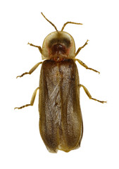 Firefly on white Background  -  Lampyridae sp.