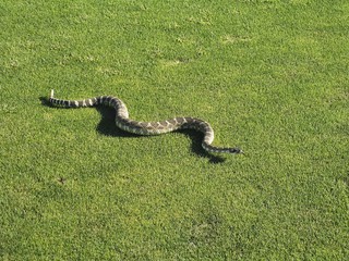 Rattle Snake on Golf Course