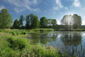 Suns piercing the rays through the tree facing the lake