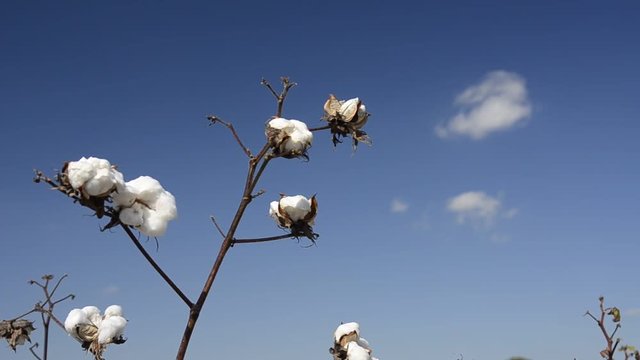 Low angle, cotton plant in field