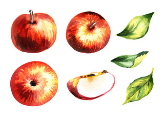 Apple set. Hand-drawn watercolor illustration