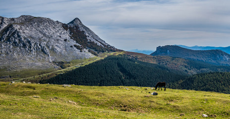 Horse pasturing near Amboto