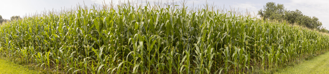 Panorama of corn field in summer.