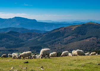 Fototapeta na wymiar Sheeps pasturing in the mountains
