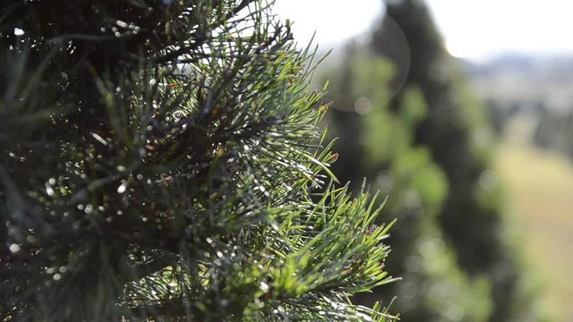 Close up, evergreen tree needles